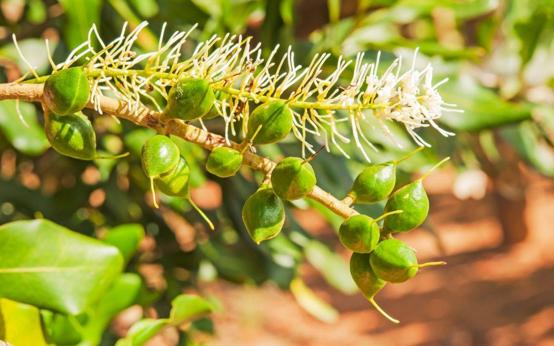 Madumbi’s sustainable solutions for Macadamias
