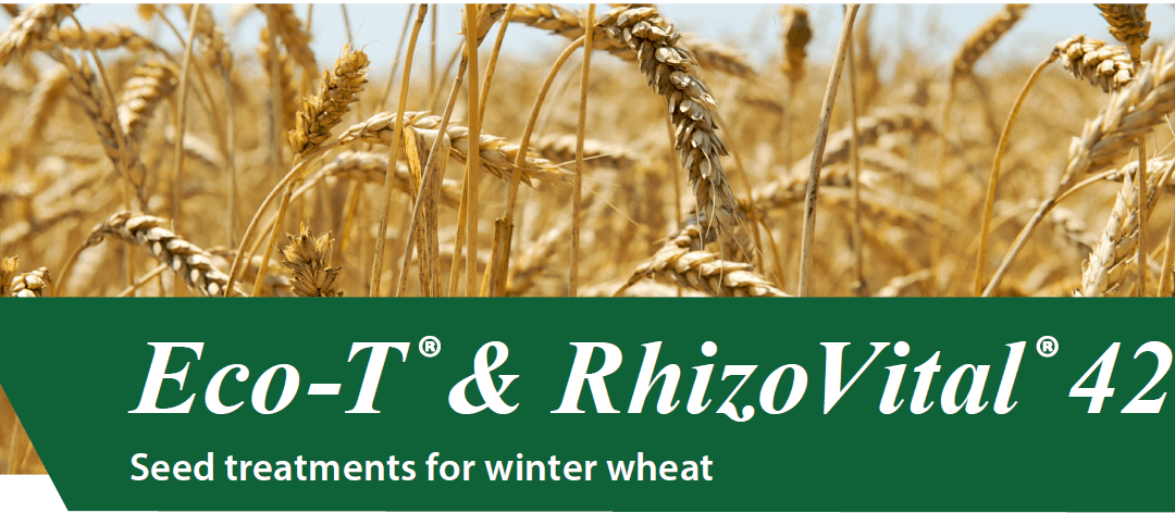 Eco-T & Rhizovital seed treatments for Winter Wheat