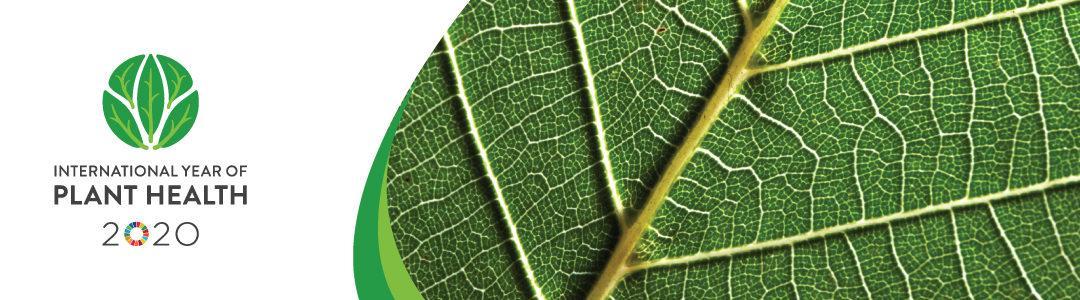 International Year of Plant Health 2020 – IYPH