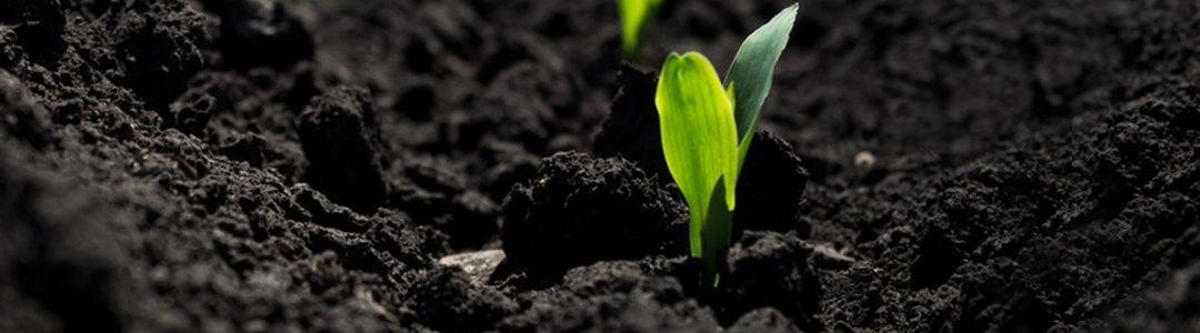 Madumbi Aims To Change The Way We Grow Food
