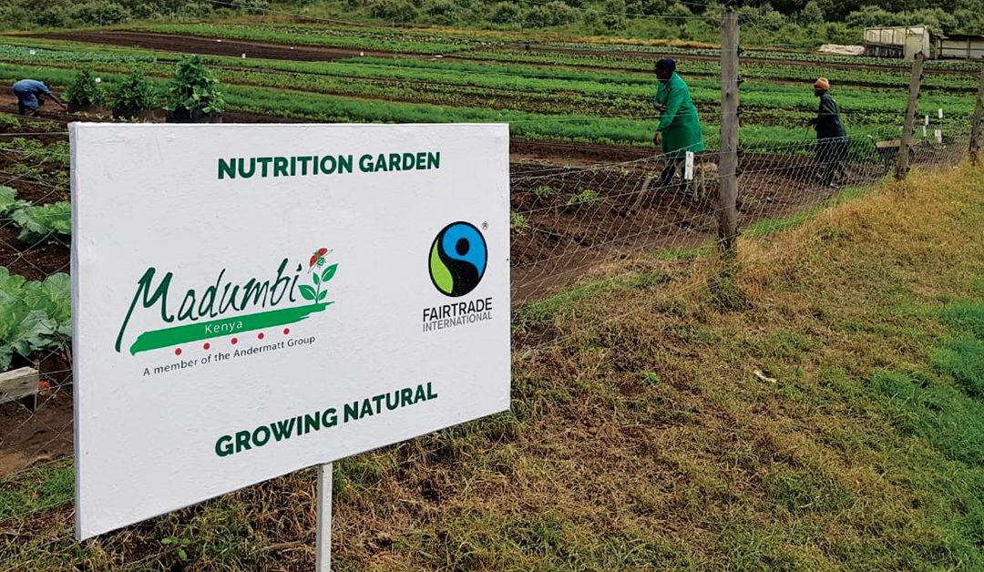 Madumbi Kenya Nutritional Garden