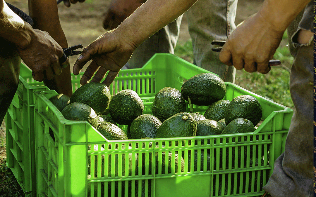 Madumbi’s biological solutions for FCM on Avocados
