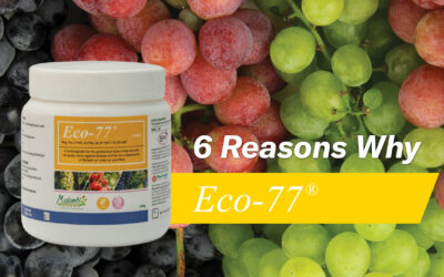 Eco-77® – 6 Reasons Why