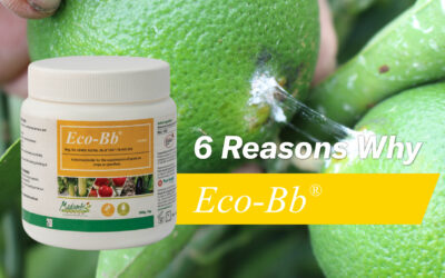 6 reasons WHY Eco-Bb® should be included in an IPM spray program
