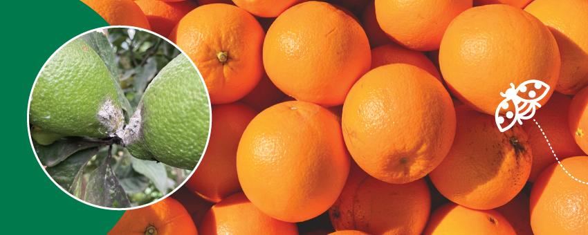 Citrus Success Story by Peter Thorpe