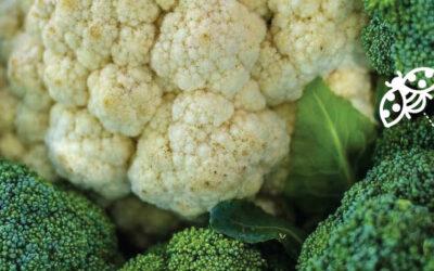 Beneficial bacteria bring 98% packout for Brassica farm – Farmer’s Weekly