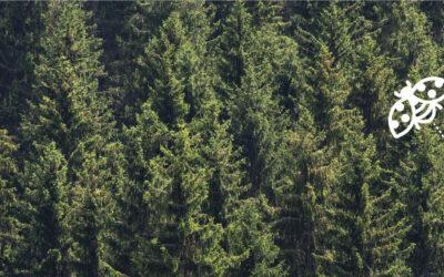 Can biologicals add value to forestry? – Forestry in Focus Magazine: Issue 6